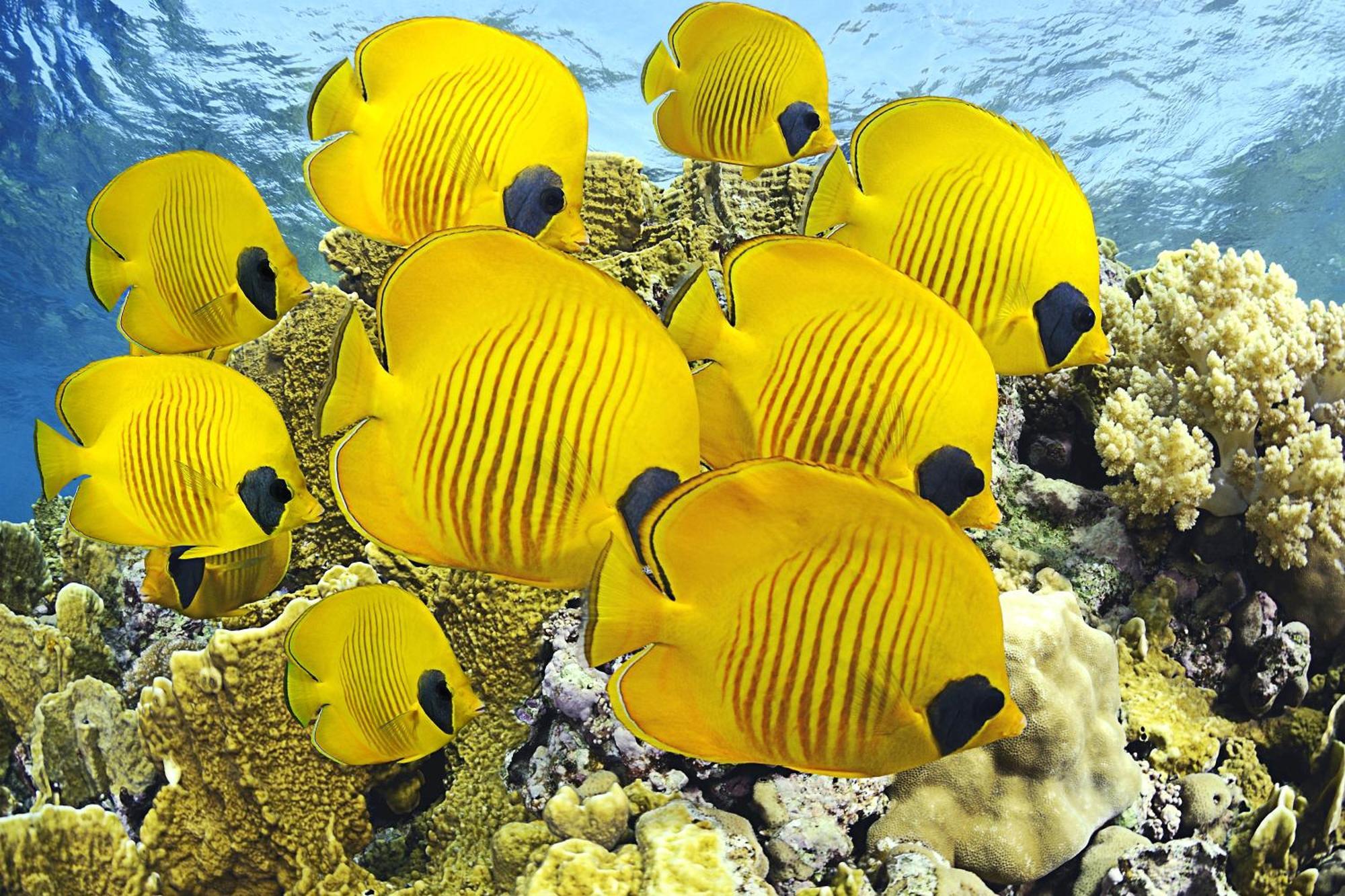 Roxon Red Sea Eilat - Adults Only Hotel Екстериор снимка
